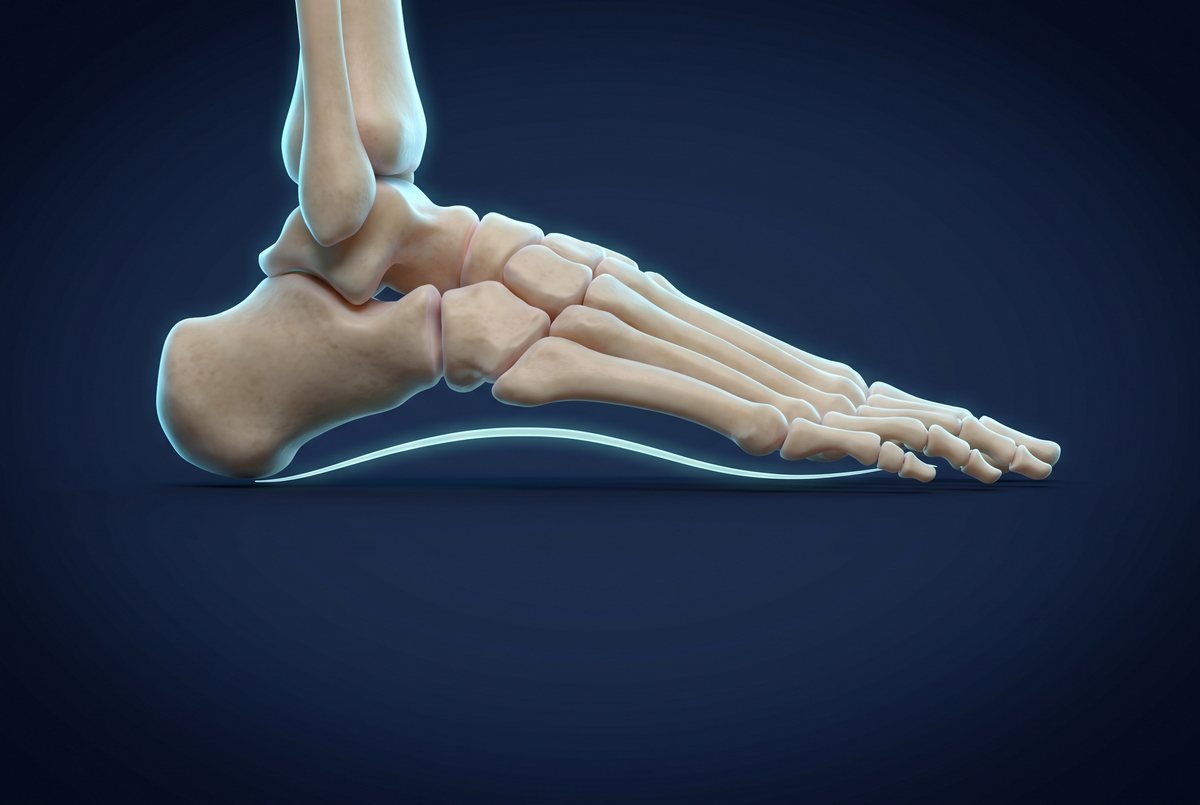 Ilustração 3D do arco plantar do pé