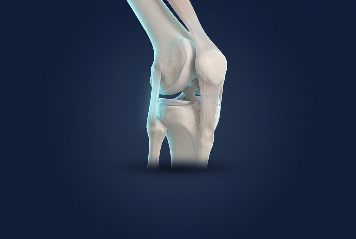 Ilustração 3D da articulação do joelho com ligamentos