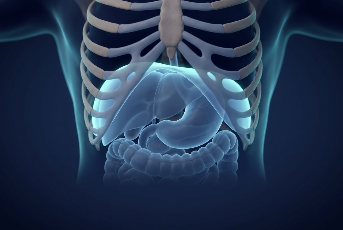 Ilustração 3D do diafragma e das vísceras abdominais